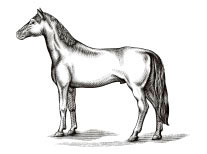 hest-stilling